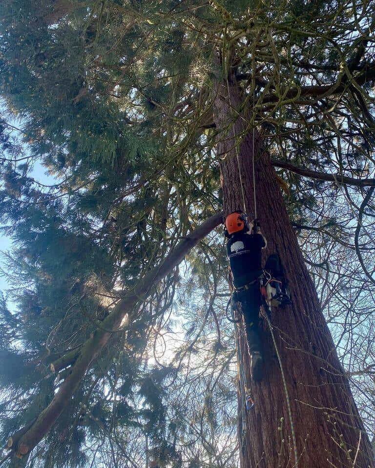 Hitchin tree surgeon climbing tree
