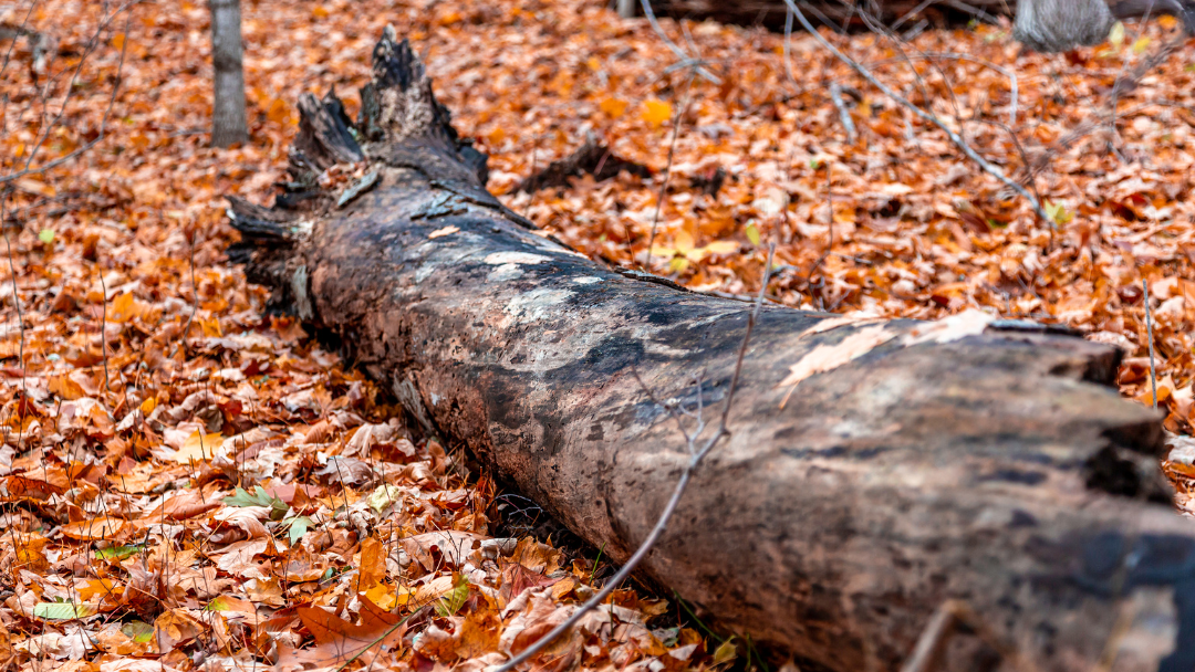 Fallen deadwood on forest floor
