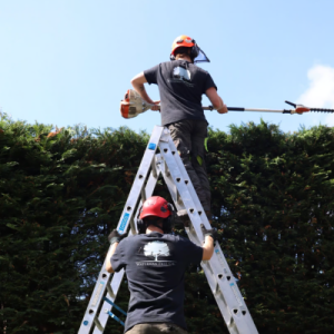 Tree Surgeons in Hertfordshire & Devon | Waterman Tree Co