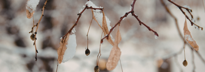 Why Winter is the Best Time to Plan Your Tree Work